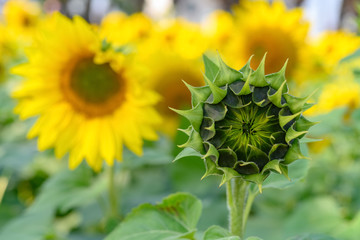 immature sunflower in front of blooming ones in the field