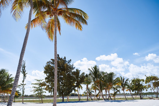 palm trees on the beach