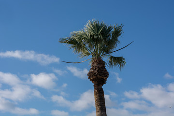 blue sky and palm tree and leaves