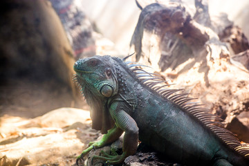 chameleon