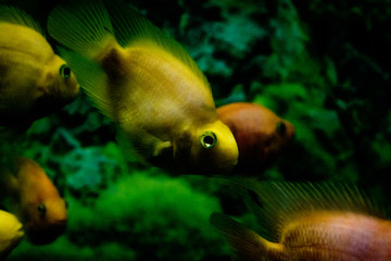 fishes in an aquarium