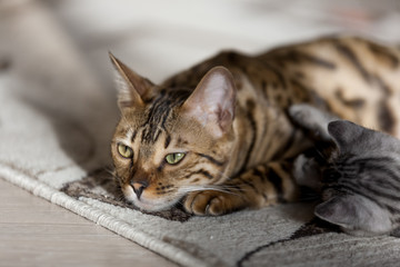 Beautiful bengal cat playing with its striped baby kitten