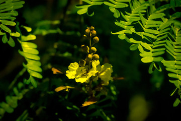 berries under moon light