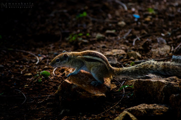 squirrel eating a nut