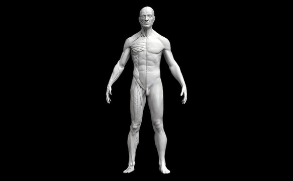 Illustrazione Stock Human body anatomy of a man in a front view isolated in  black background - 3d render | Adobe Stock