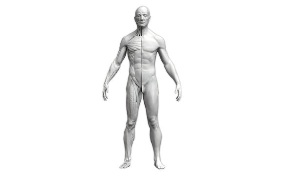 Human body anatomy of a man in a front view isolated in white background - 3d render