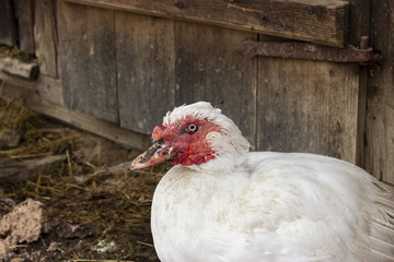 Muscovy duck - cairina moschata