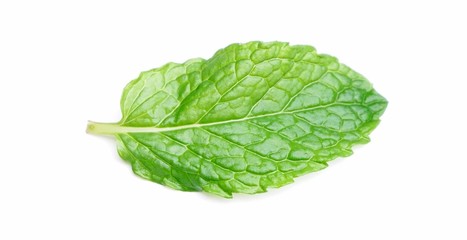 Close-up of Pudina leaf / Mint leaves Isolated white background