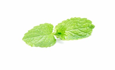 Pudina Leaf or Mint Leaves Isolated white background