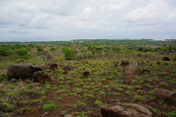 wilderness with the dominance of trees, grass and other plants in the mountains