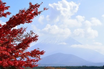 Landscape of colorful Autumn trees with Mount Fuji in background
