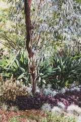 Fototapeta premium Australian native plants and trees in public park in Perth