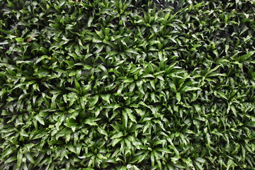 Green leaves natural background