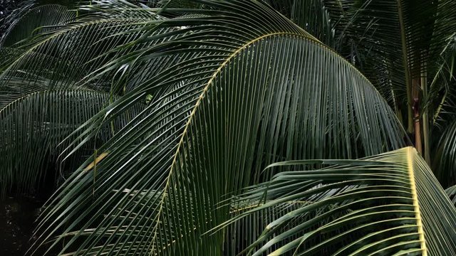 Close up green palm leaves in the evening time. Green leaf at the garden on dark tone. Soft and selective focus. Flora of rainforest. Beauty of tropical plants. Copy space