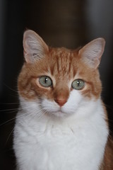 Domestic cat face closeup in a house.