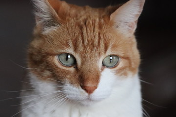 Domestic cat face closeup in a house.