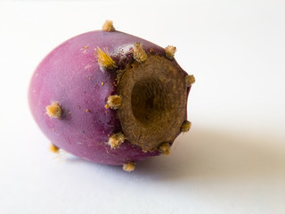 Opuntia, commonly called prickly pear, is a genus in the cactus family, Cactaceae. Edible cactus...