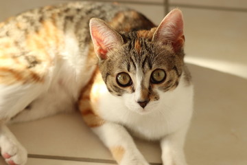 Fototapeta na wymiar Domestic cat face closeup in a house.