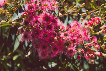 bright pink gum tree flowers with bees shot at shallow depth of field