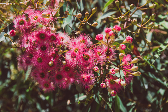 bright pink gum tree flowers with bees shot at shallow depth of field