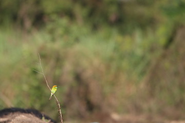 bee eater 