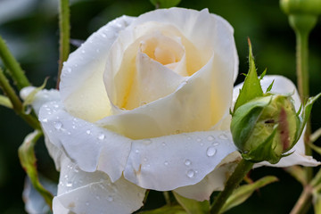 Tau auf wei&szlig;er Rose - ganze Bl&uuml;te