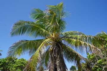 Fototapeta premium Carribean palm tree