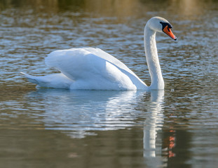 swan swimming on the water with ripples and reflection