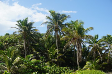 Fototapeta na wymiar Carribean palm tree