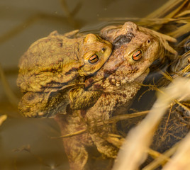 couple of toads mating in the water