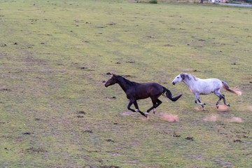 Schwarzes Pferd im Galopp mit weißem Pferd dahinter