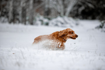 ocker spaniel in the winter forest
