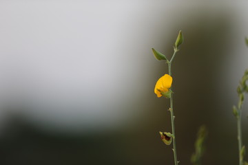 yellow flower