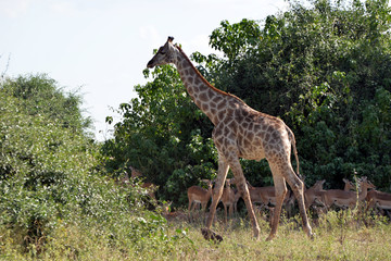 giraffe in the chobe national park (botswana)