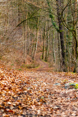Waldweg im Herbst im Elstertal