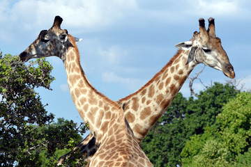 giraffe in the chobe national park (botswana)