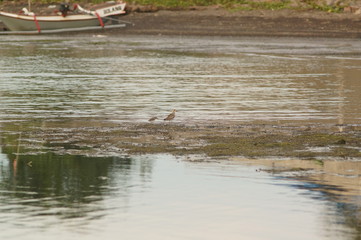 The Javan plover (Charadrius javanicus) is a species of bird in the family Charadriidae. It is endemic to Indonesia. Its natural habitats are sandy shores and intertidal flats.