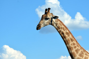 giraffe in the chobe national park (botswana)
