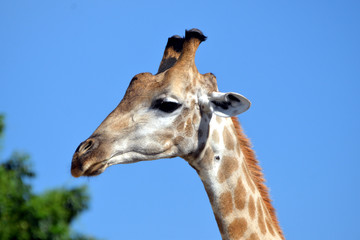 giraffe in the chobe national park (botswana)