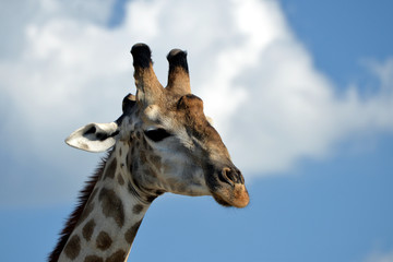 giraffe in the chobe national park (botswana)