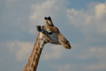 giraffe in the chobe national park (botswana)