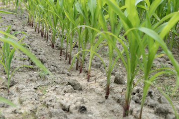 Fototapeta na wymiar Rows of green corn (maize) growing on the dry ground