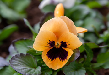 Close-up of a yellow and black violet