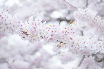 Obraz premium 満開の桜 ソメイヨシノ 桜並木 桜2019_01s_00640(DSC_1545_NEF_コピー2)