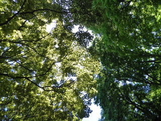 Canopy of trees during daylight.