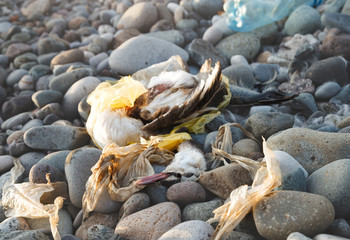 dead bird and plastic on the beach, plastic pollution