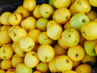 yellow apples close-up. Farm for growing apples. Many apples. View from above.