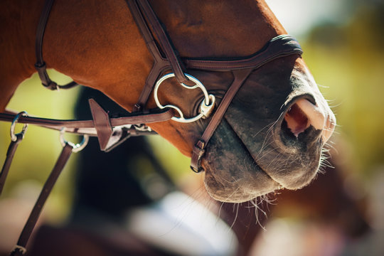 The muzzle of a Bay horse wearing a bridle with a snaffle, illuminated by sunlight on a summer day, and behind another rider sitting on a horse.
