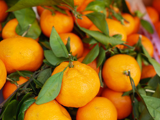 tangerines with leaves close-up. Tangerine farming farm. A lot of mandarin with leaves. View from above.
