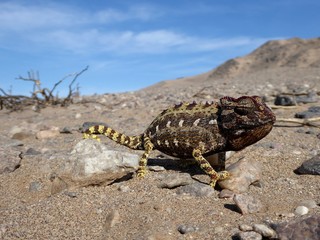 Chameleon in the Namib desert.